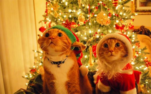 Christmas Ornaments Santa Hat Cat Wallpaper