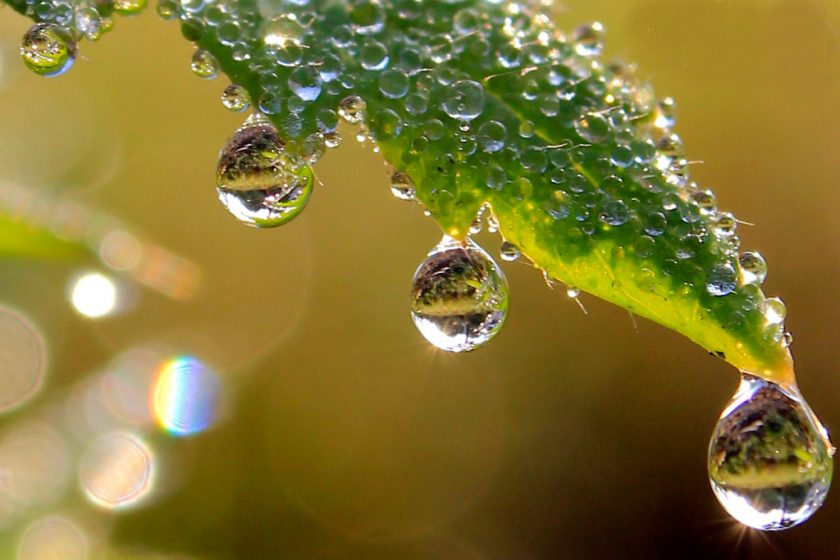 30+ Heart Grasping Morning Dew Photography - WPAisle