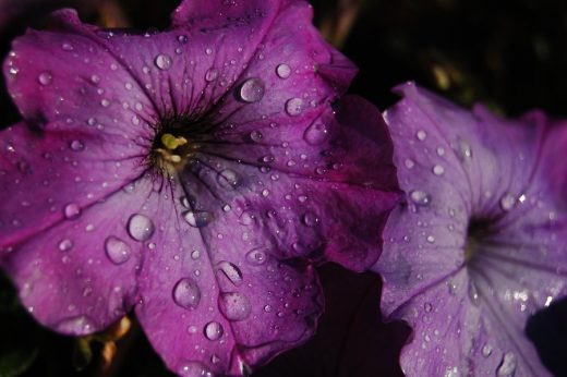 Purple Rain Macro Photography