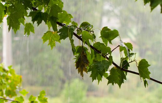 Rain Against Branch
